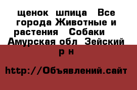 щенок  шпица - Все города Животные и растения » Собаки   . Амурская обл.,Зейский р-н